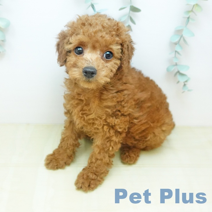 トイ・プードル