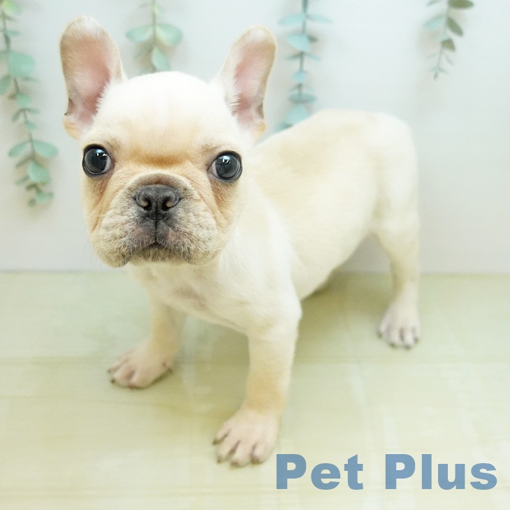 岐阜県のフレンチブルドッグ (ペットプラス 各務原店/2026年1月10日生まれ/男の子/クリーム)の子犬