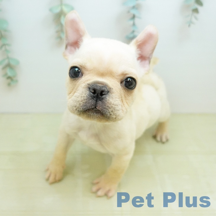 フレンチ・ブルドッグ