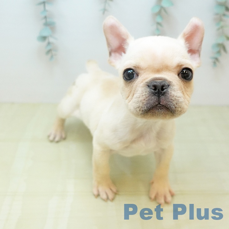 フレンチ・ブルドッグの写真2