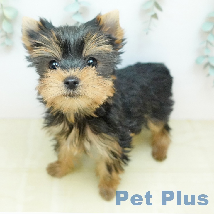 東京都のヨークシャーテリア (ペットプラス 大井町トラックス店/2026年1月12日生まれ/女の子/スチールブルータン)の子犬の1枚目の画像