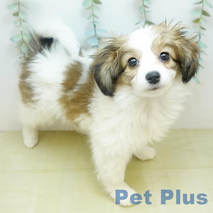 パピヨンの写真2