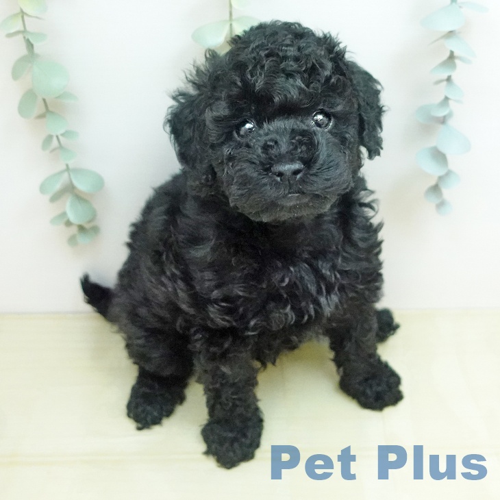 トイ・プードルの写真2