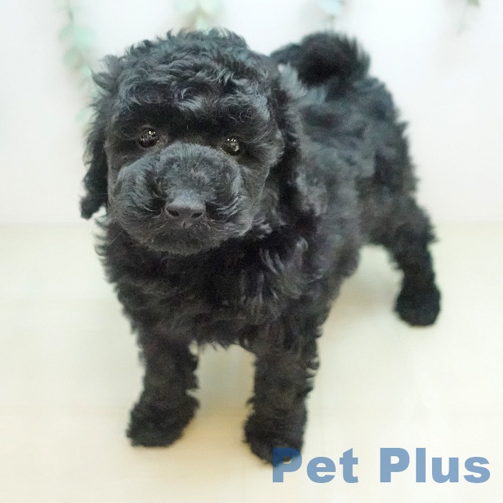 トイ・プードル