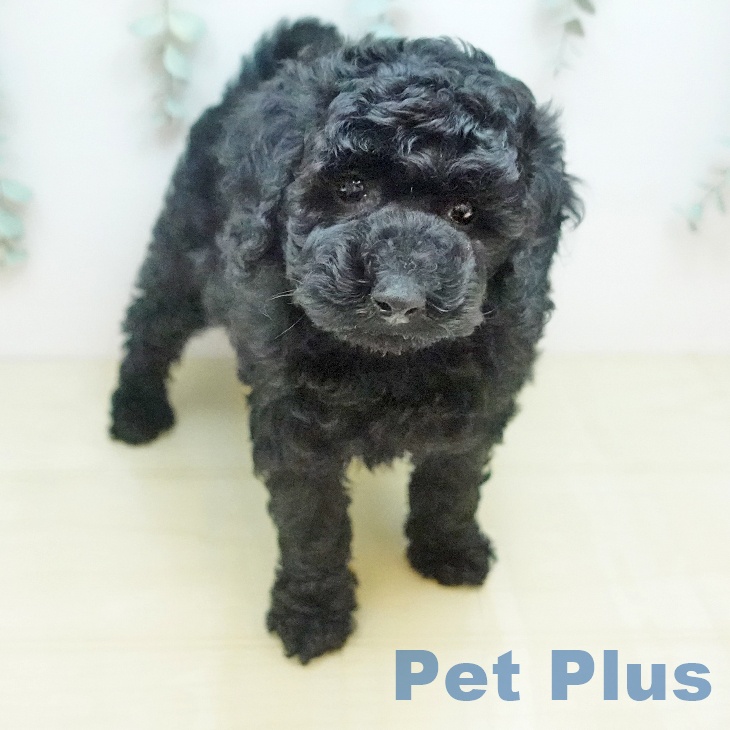 トイ・プードルの写真2