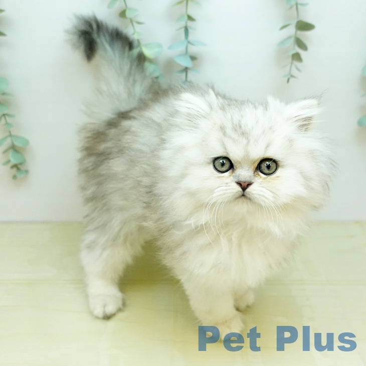 ペルシャの写真2