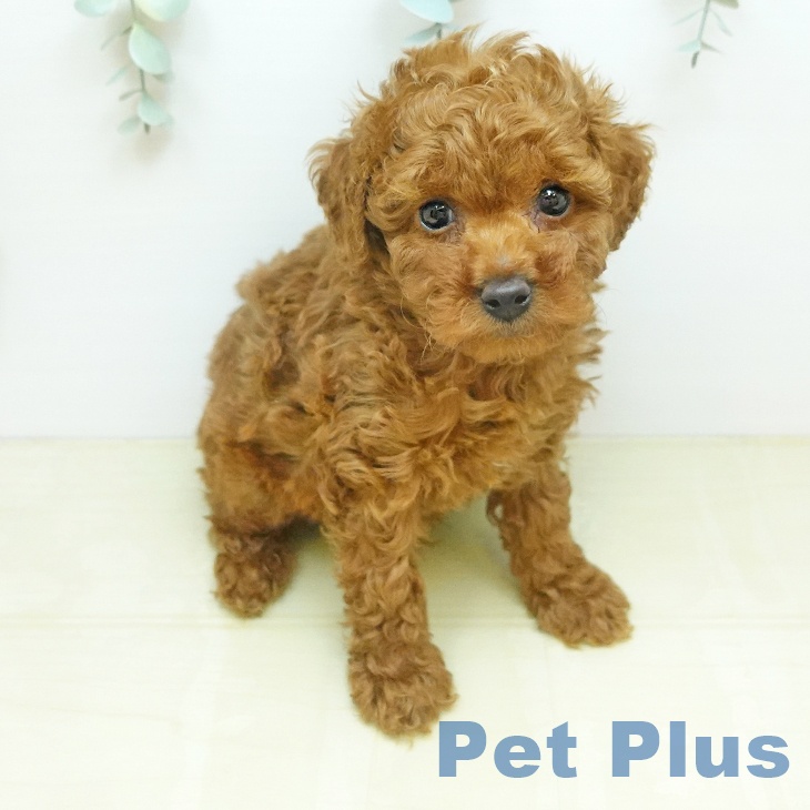 トイ・プードルの写真2