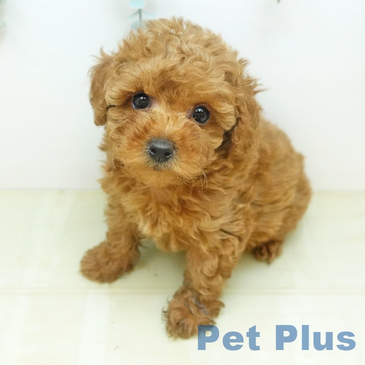 トイ・プードル