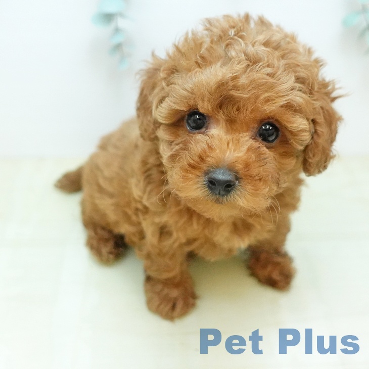 トイ・プードルの写真2