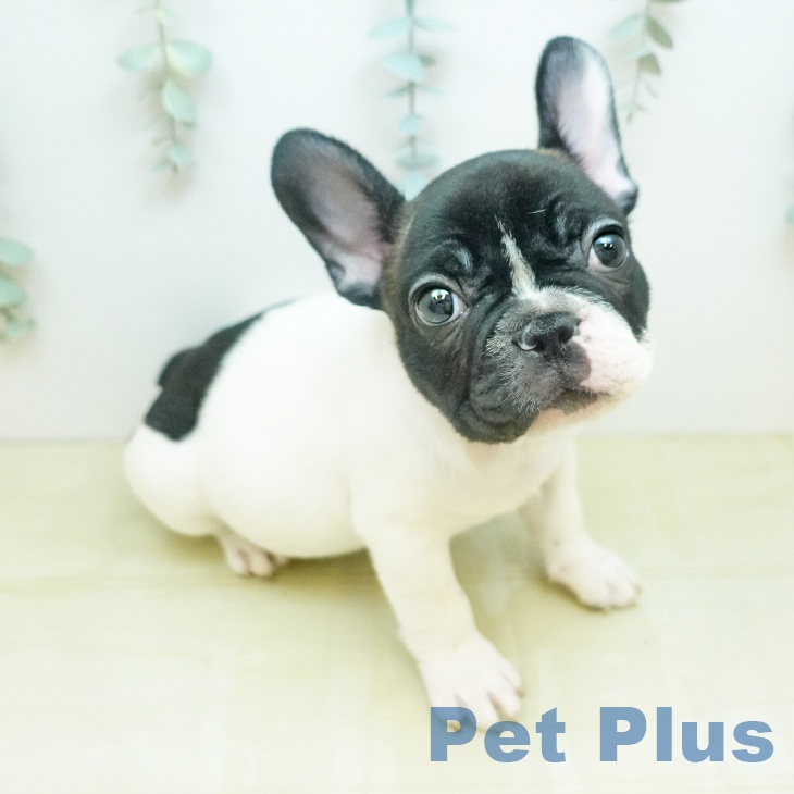 フレンチ・ブルドッグ