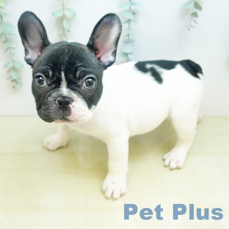 フレンチ・ブルドッグの写真2