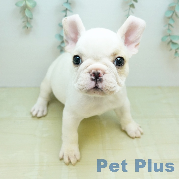 フレンチ・ブルドッグの写真2