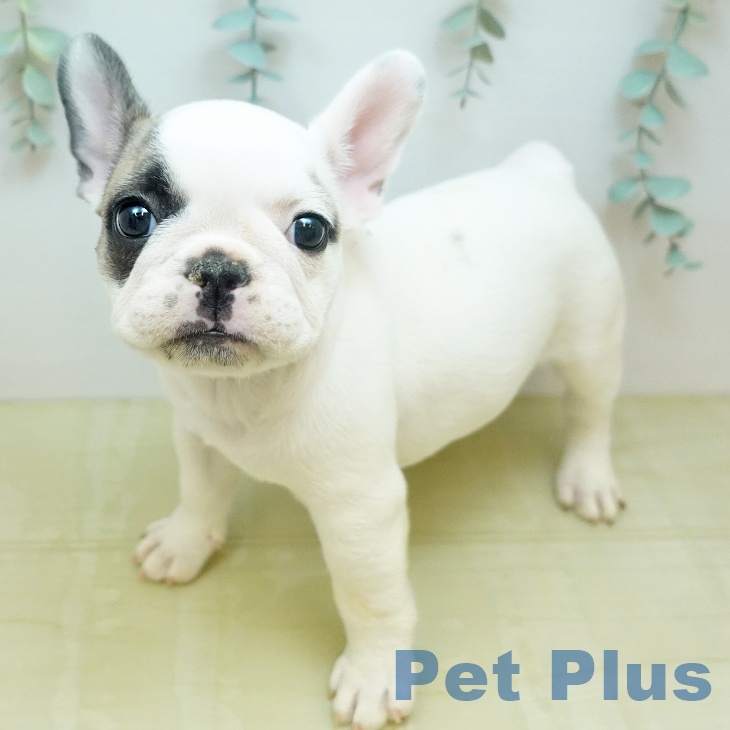 フレンチ・ブルドッグ