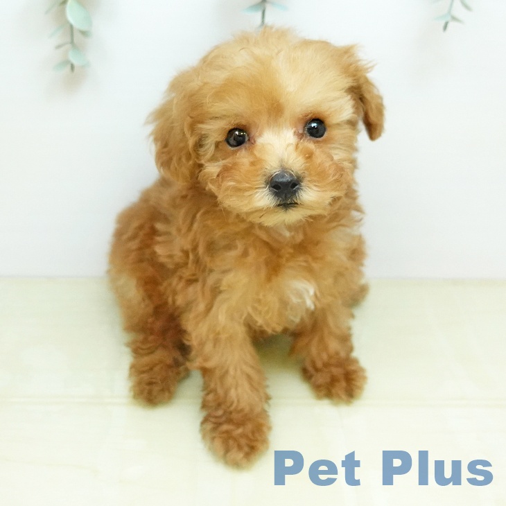 トイ・プードル