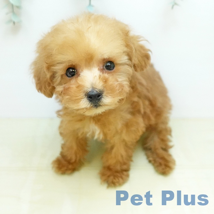 トイ・プードルの写真2