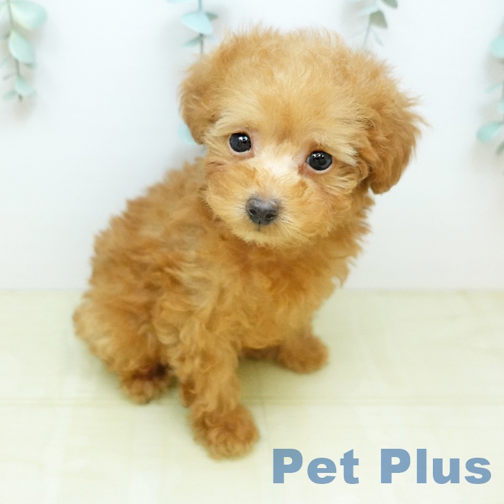 トイ・プードルの写真2