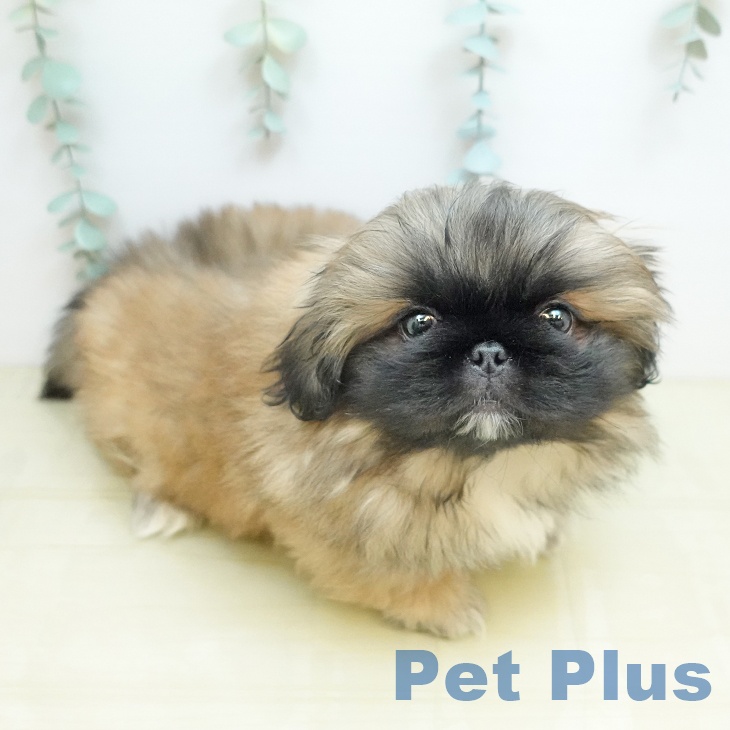 東京都のペキニーズ (ペットプラス 大井町トラックス店/2026年1月15日生まれ/女の子/フォーンブラックマスク)の子犬の2枚目の画像