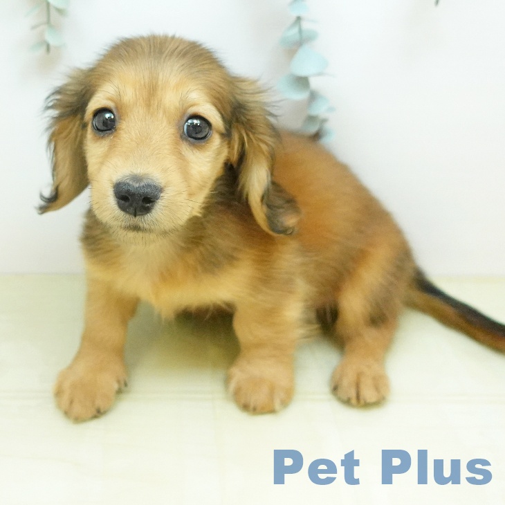 ミニチュア・ダックスフンドの写真2