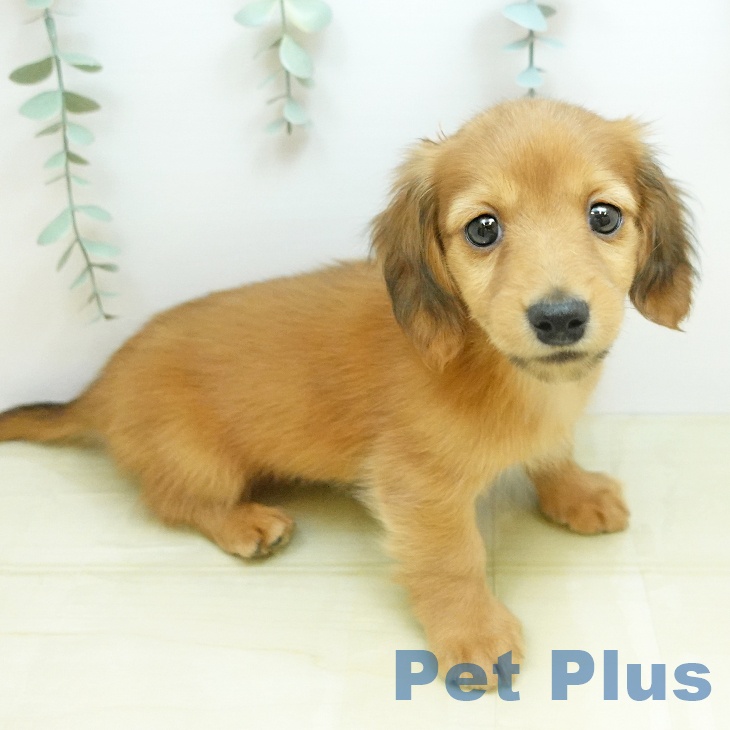 ミニチュア・ダックスフンド