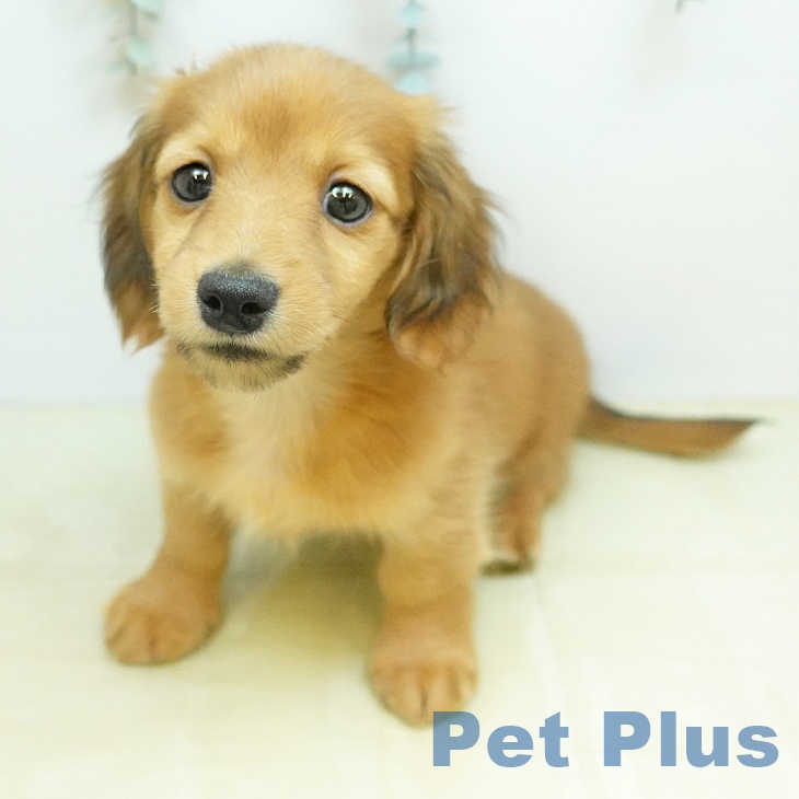 ミニチュア・ダックスフンドの写真2