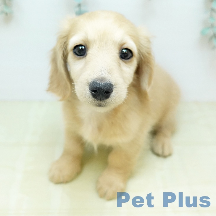 ミニチュア・ダックスフンド