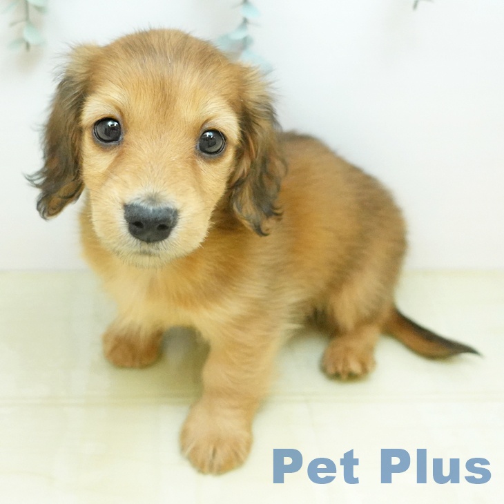 ミニチュア・ダックスフンド