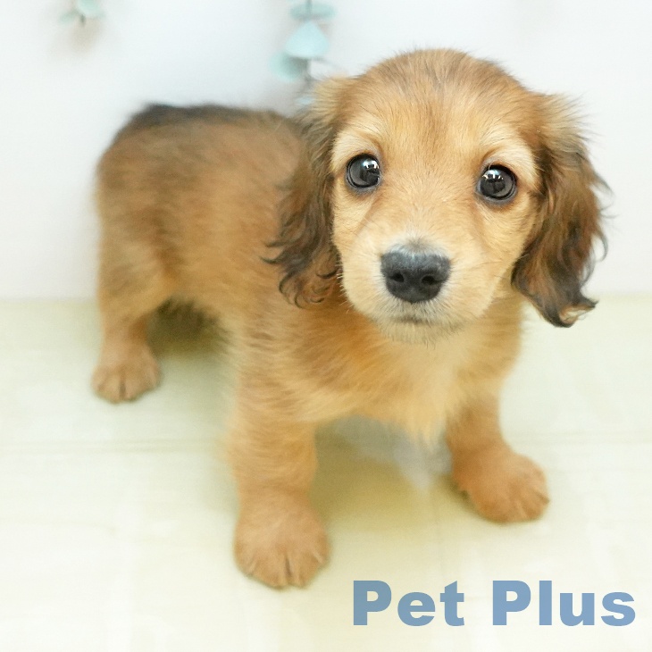 ミニチュア・ダックスフンドの写真2