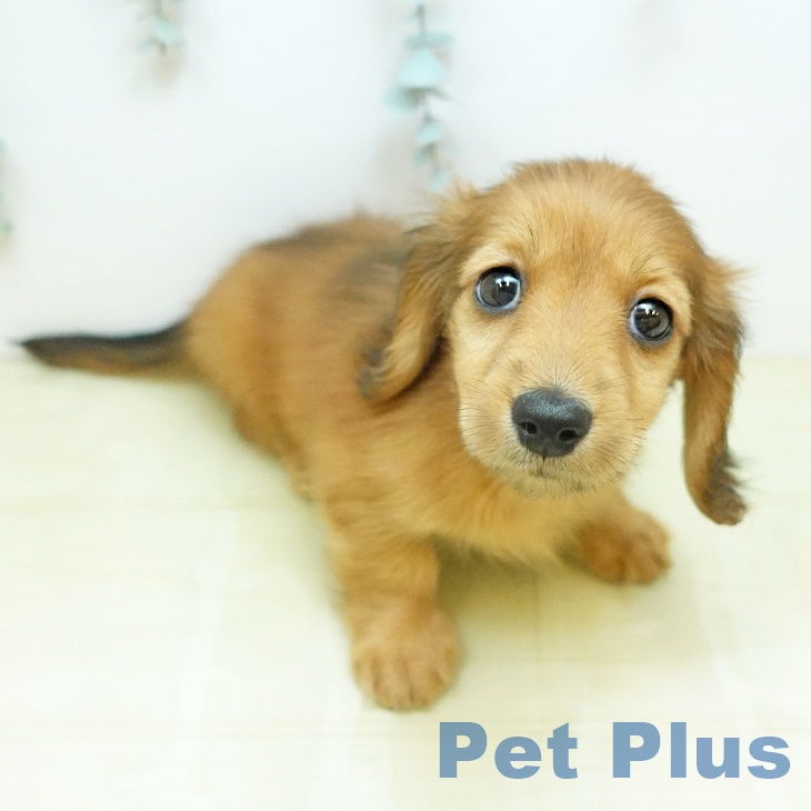 ミニチュア・ダックスフンド