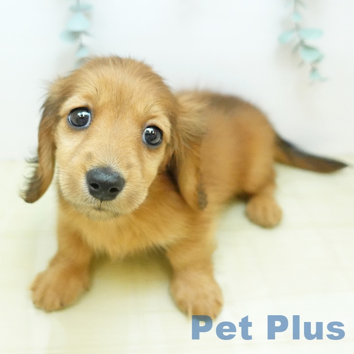 ミニチュア・ダックスフンドの写真2