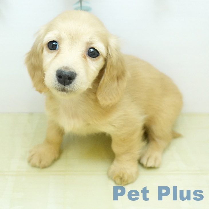 ミニチュア・ダックスフンドの写真2