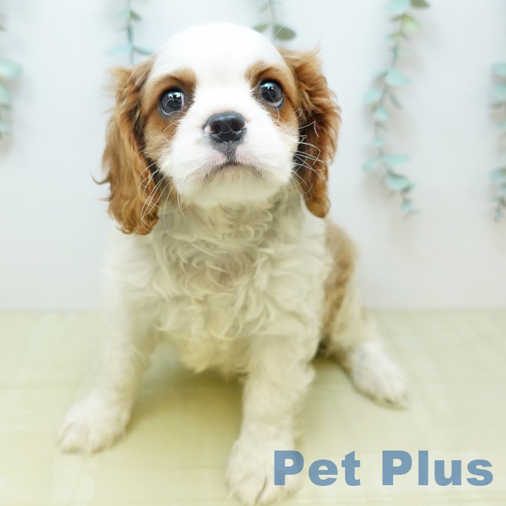 キャバリア・キングチャールズ・スパニエル