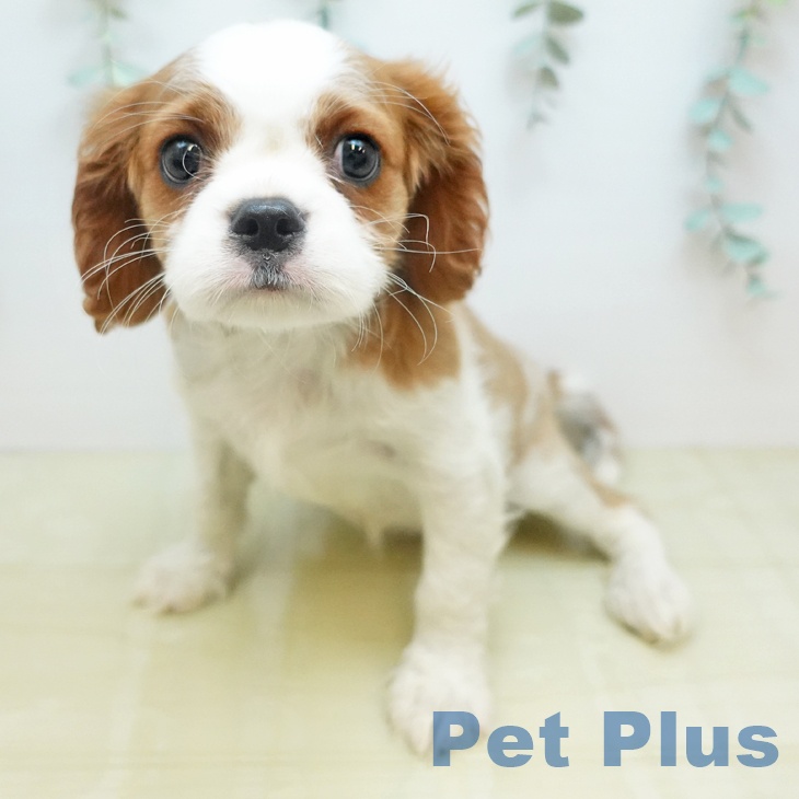 キャバリア・キングチャールズ・スパニエル