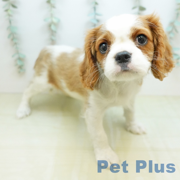 キャバリア・キングチャールズ・スパニエルの写真2