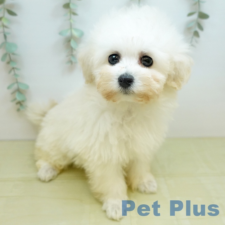 トイ・プードル