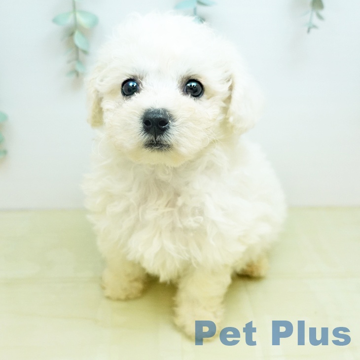 ビション・フリーゼ