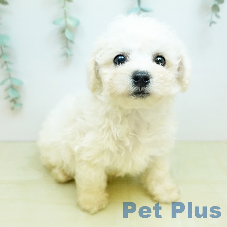 ビション・フリーゼの写真2