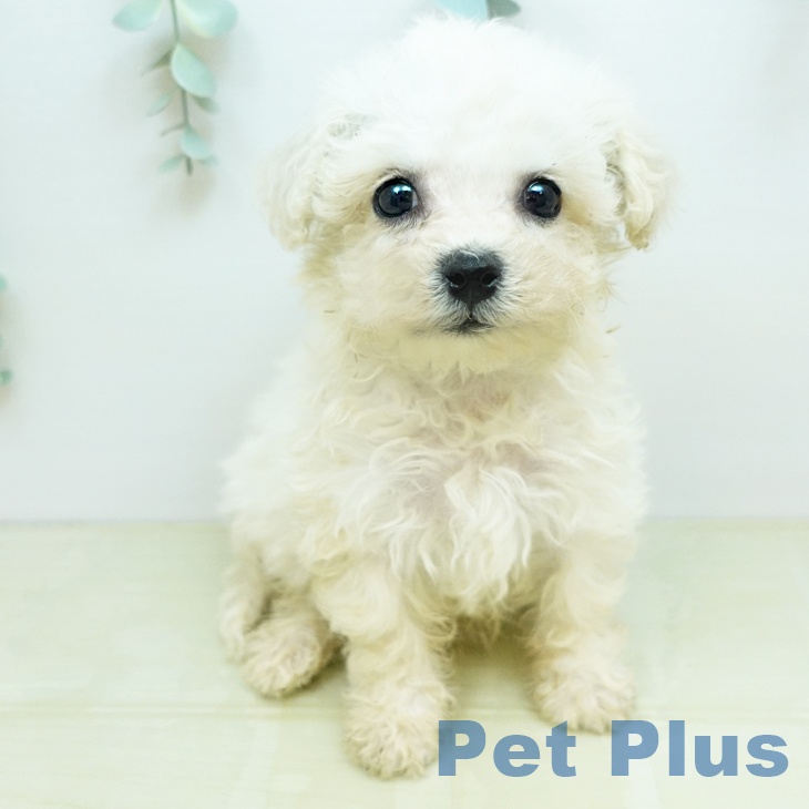 ビション・フリーゼ