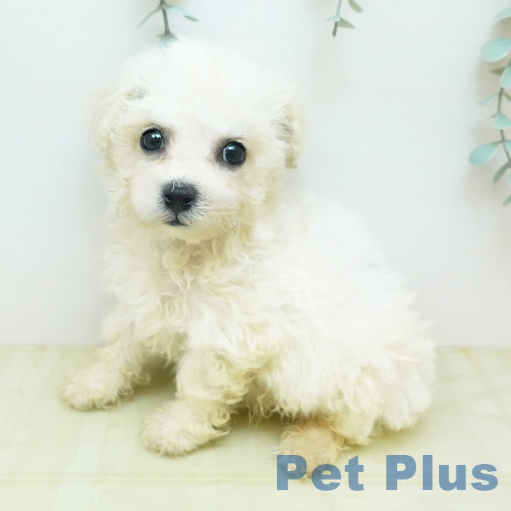 ビション・フリーゼの写真2