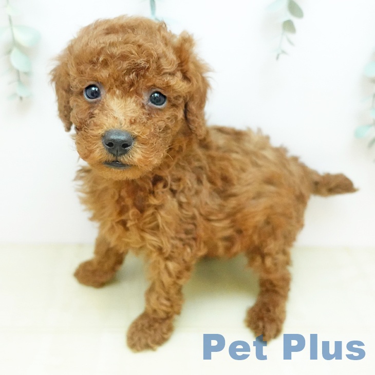 トイ・プードル