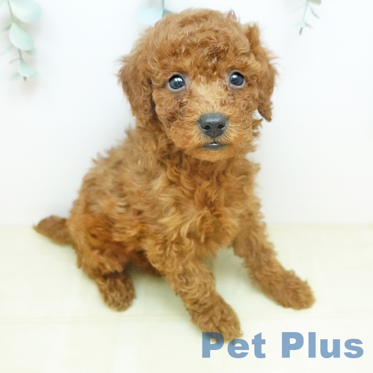 トイ・プードルの写真2