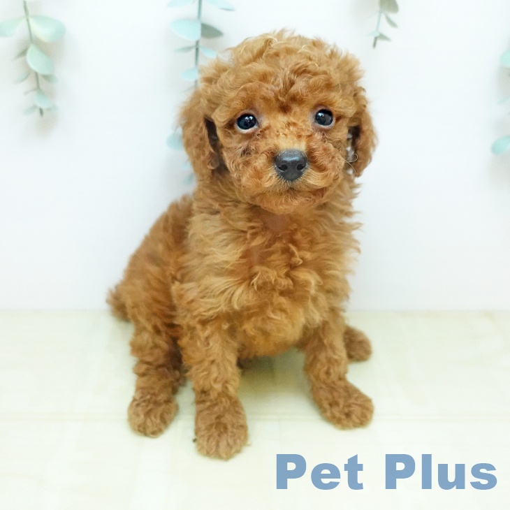 トイ・プードル