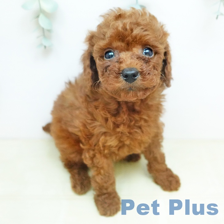 トイ・プードル