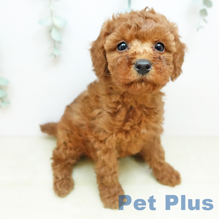 トイ・プードル