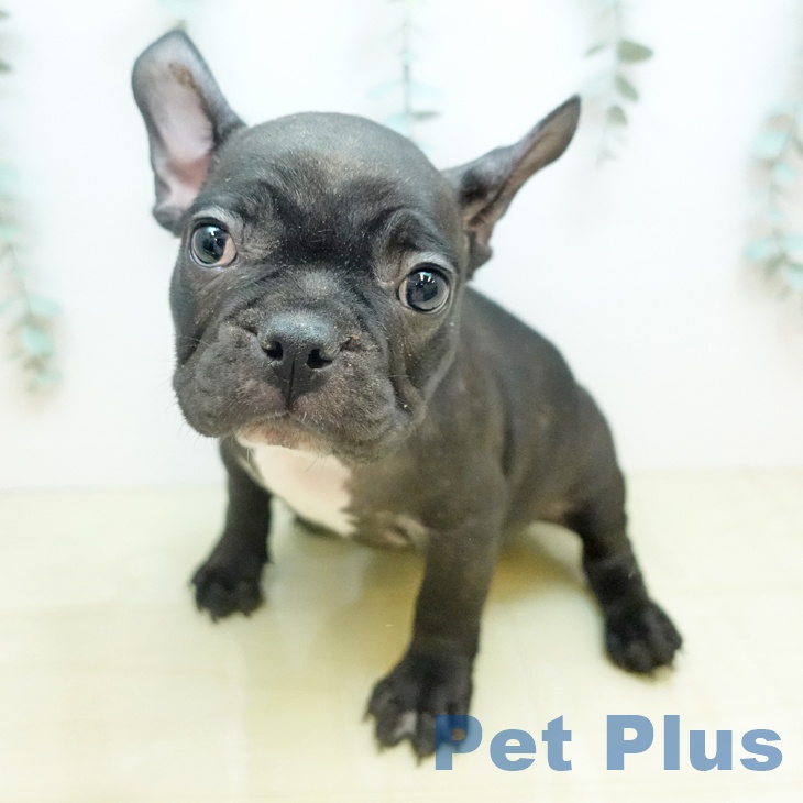 フレンチ・ブルドッグの写真2