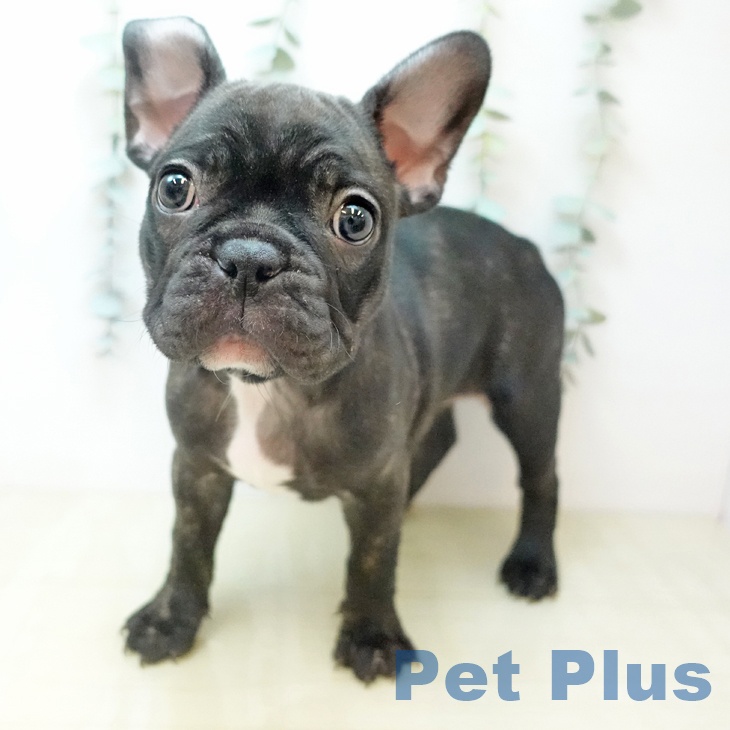 フレンチ・ブルドッグ