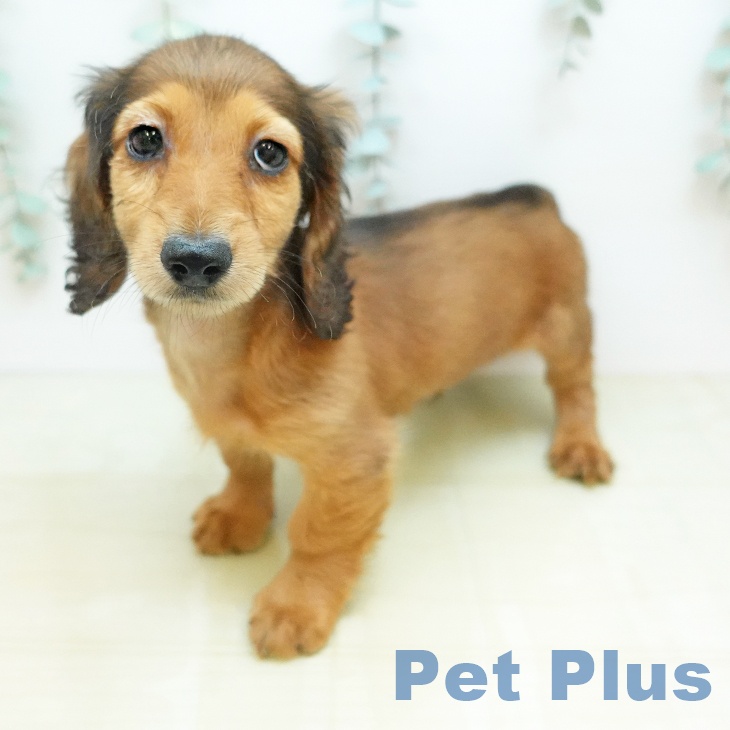 カニーンヘン・ダックスフンドの写真2