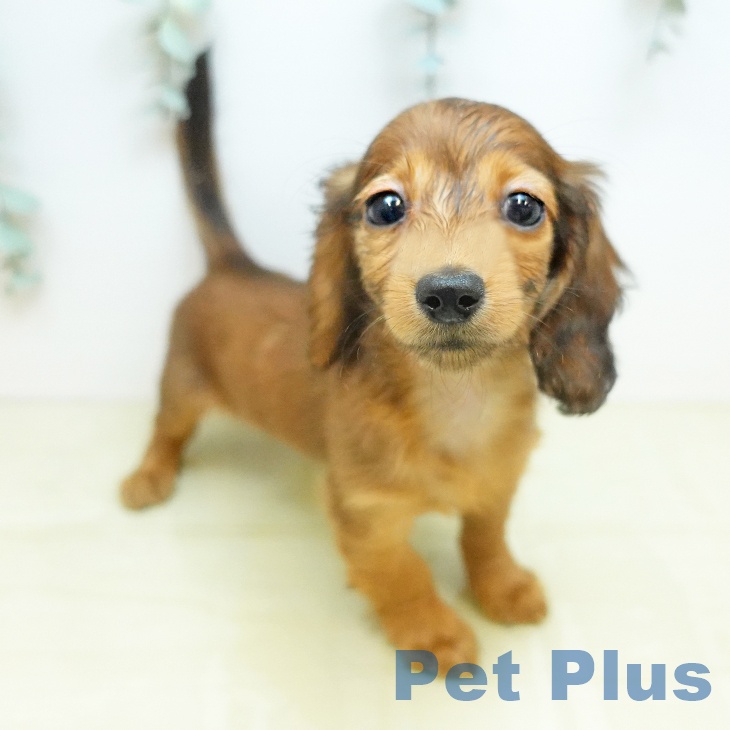 徳島県のカニンヘンダックスフンド(ロング) (ペットプラス 徳島店/2026年1月16日生まれ/女の子/レッド)の子犬