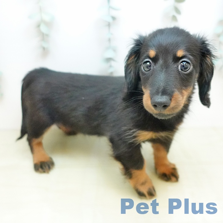 愛知県のカニンヘンダックスフンド(ロング) (ペットプラス ナゴヤドーム前店/2026年1月10日生まれ/女の子/ブラックタン)の子犬の1枚目の画像