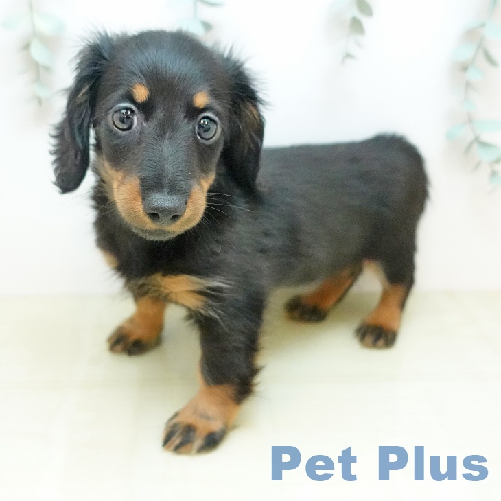 愛知県のカニンヘンダックスフンド(ロング) (ペットプラス ナゴヤドーム前店/2026年1月10日生まれ/女の子/ブラックタン)の子犬の2枚目の画像
