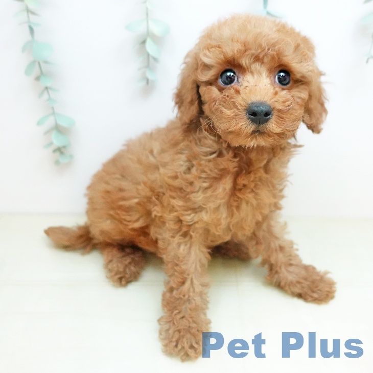 トイ・プードル